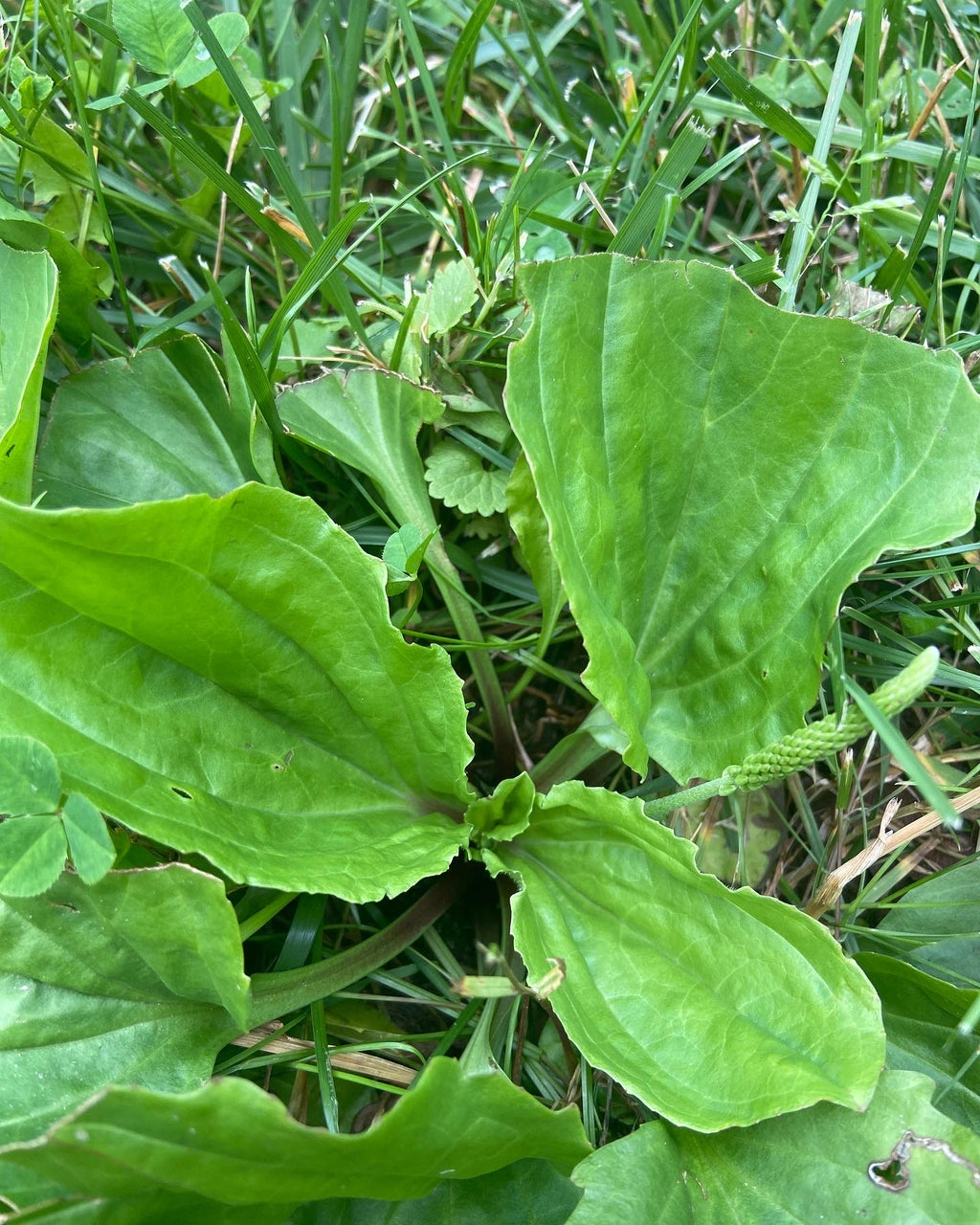 Devil's Itch Drawing Salve