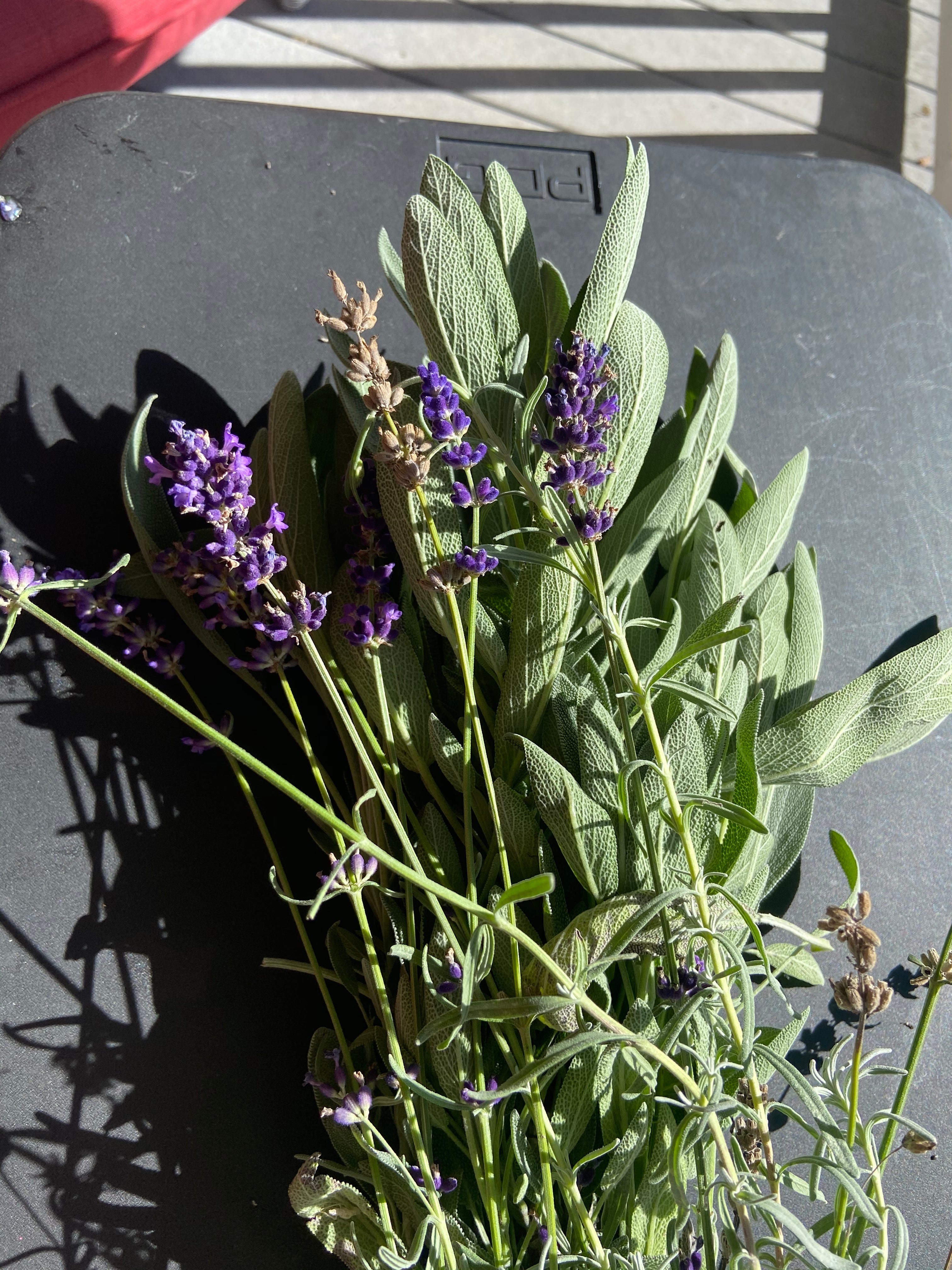 Devil's Itch Drawing Salve