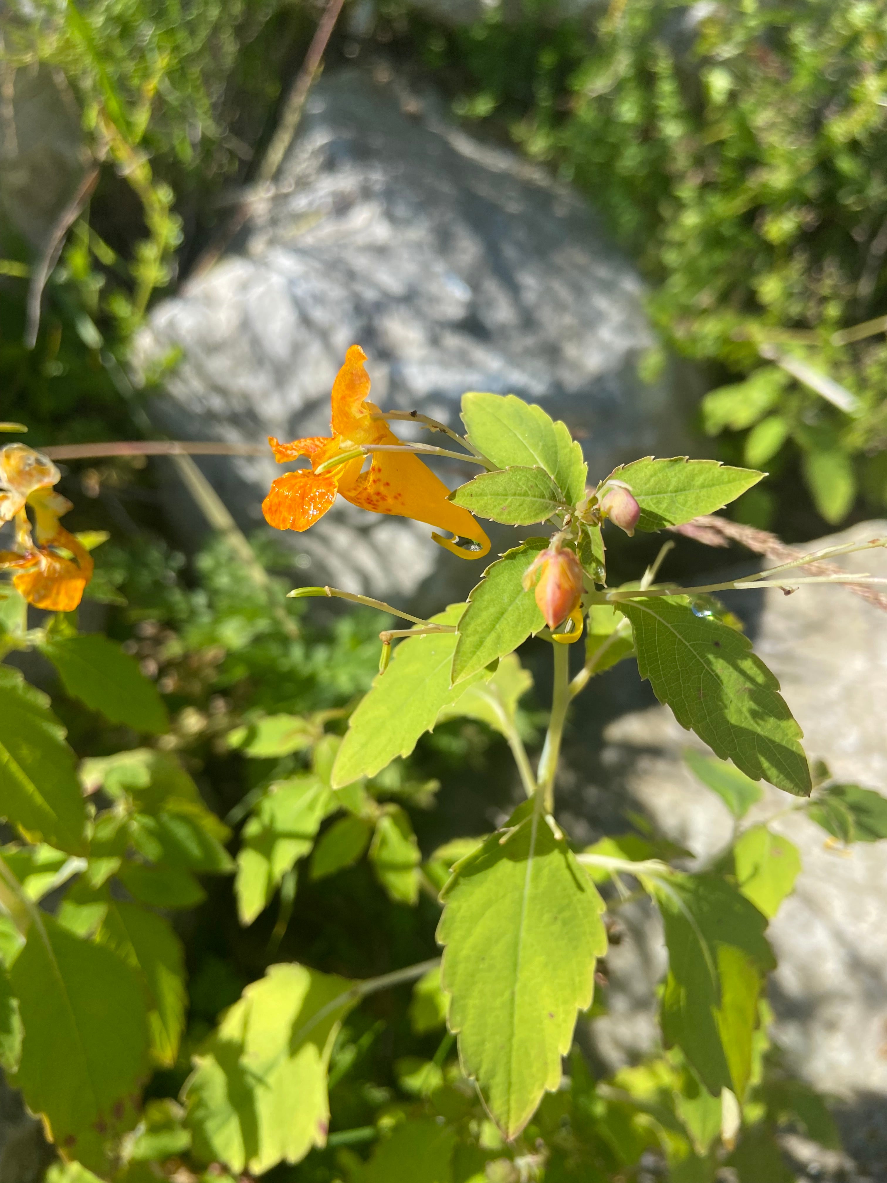 Devil's Itch Drawing Salve