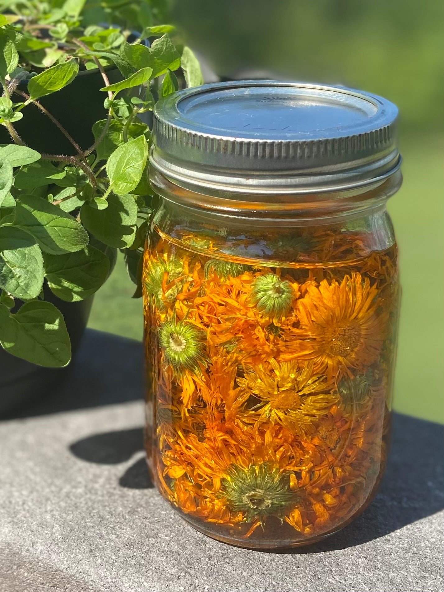 Calendula Salve