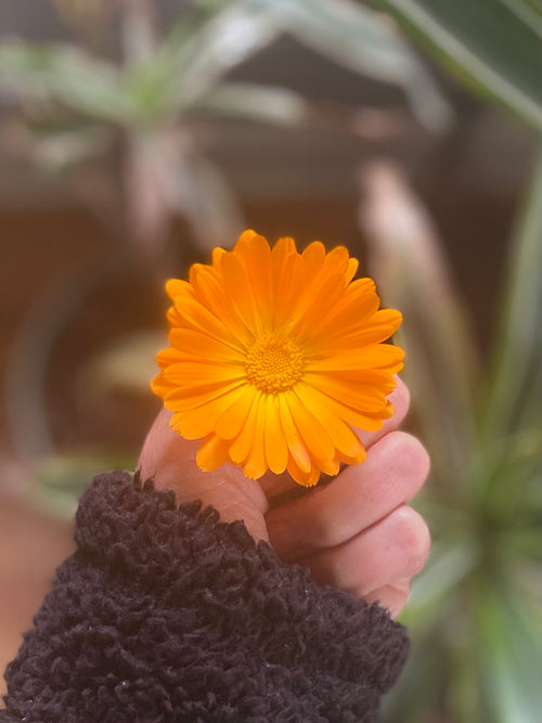 Calendula Salve